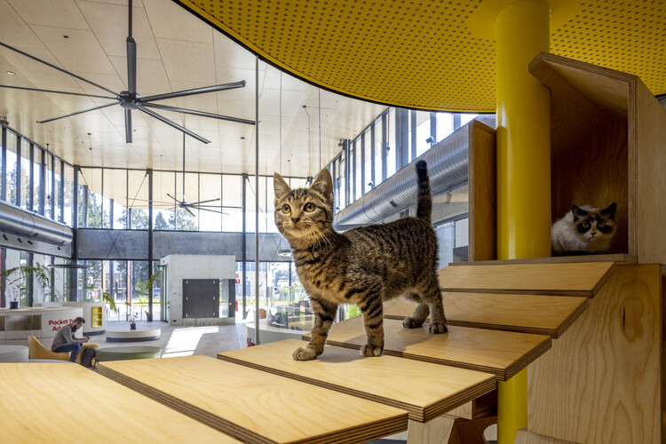 Центр переселения животных в Блэктауне / Sam Crawford Architects - внутренняя фотография, стол, окна