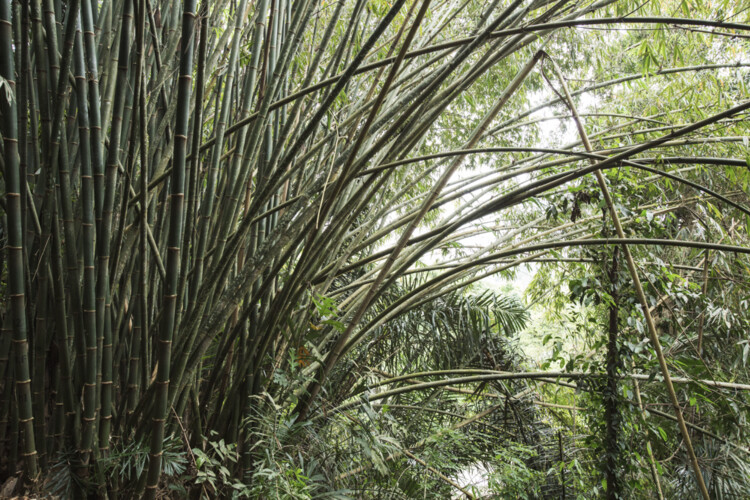 Руководство по созданию бамбукового строительного проекта — изображение 6 из 7