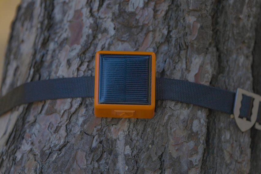 Фотография сенсорного устройства ForestGuard, привязанного к дереву.