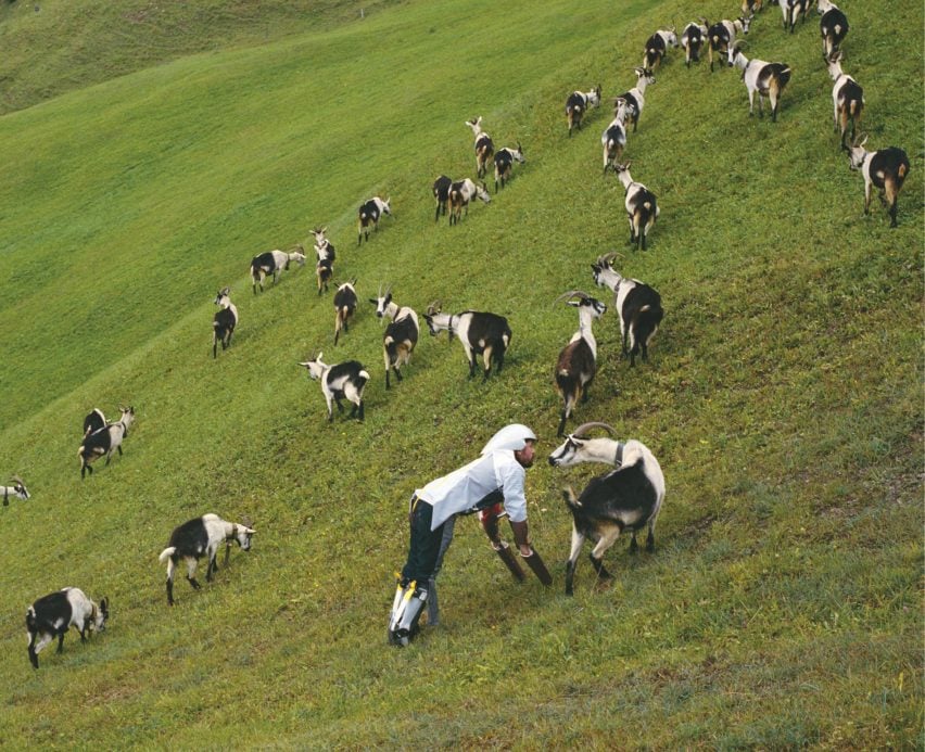 Фотография Томаса Туэйтса в приспособлении, которое позволяет ему ходить на четырех ногах в позе козла в рамках его проекта GoatMan.  Он стоит среди стада коз на крутом холме и, кажется, разговаривает с одним из них.