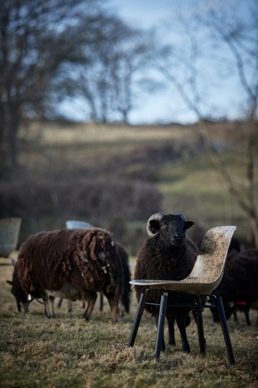 Черная овца стоит рядом со стулом