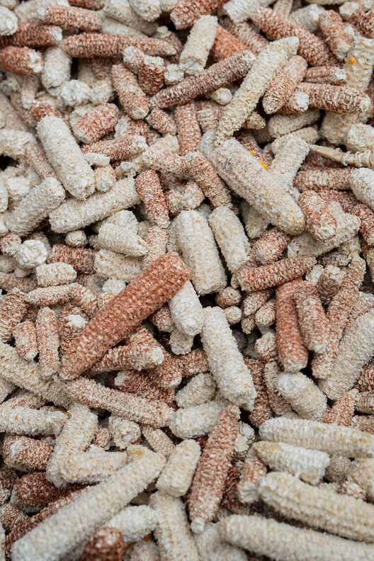 Превращение кукурузных отходов в инновационный биологический материал — изображение 12 из 15