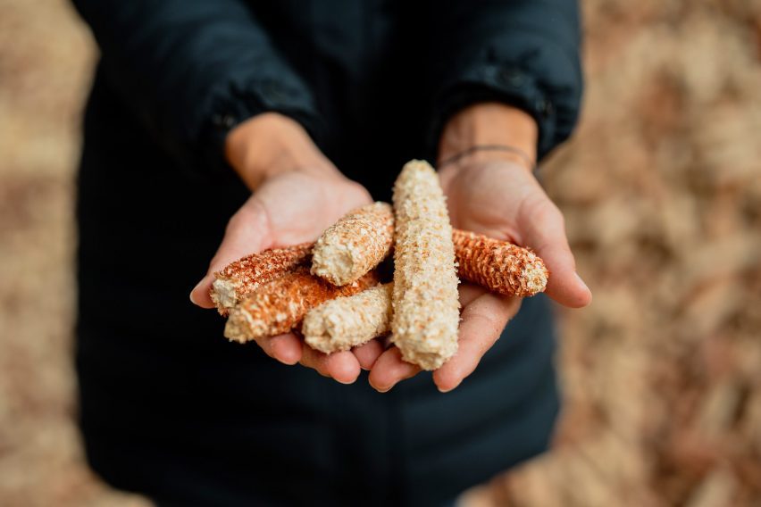Фотография человека крупным планом на руках, держащего в руках небольшую кучку голых кукурузных початков, из которых удалены зерна.