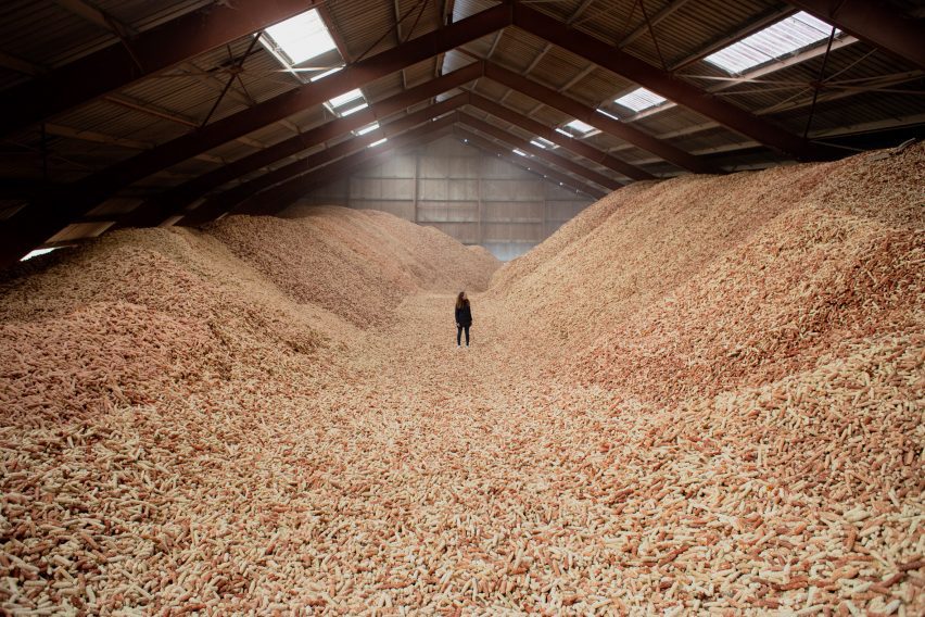 Фотография человека на расстоянии, стоящего на огромном складе голых кукурузных початков, сложенных высоко на холмах.