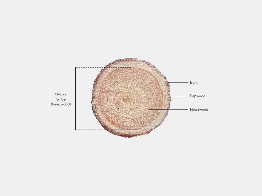Схема, показывающая различные слои древесины в поперечном сечении древесины: сердцевина занимает большую часть круга от середины, затем меньшее кольцо заболони, затем кора снаружи.