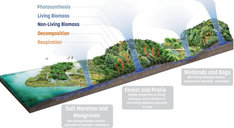 Как ландшафтные архитекторы используют воплощенный углерод — изображение 3 из 6