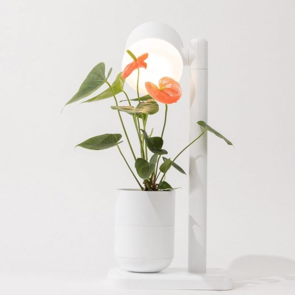 Компания Moss создала самополивающуюся лампу для выращивания растений, упрощающую работу в саду в помещении