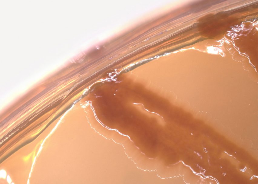 Фотография крупным планом бактерий, продуцирующих меланин, в чашке Петри.