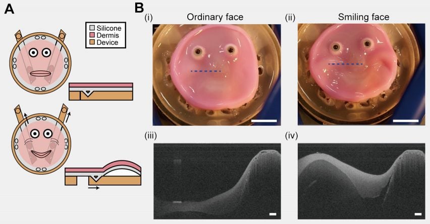 Схема, составленная исследователями Токийского университета, показывающая, как приводы вызывают улыбку на плоском лице робота с живой кожей.